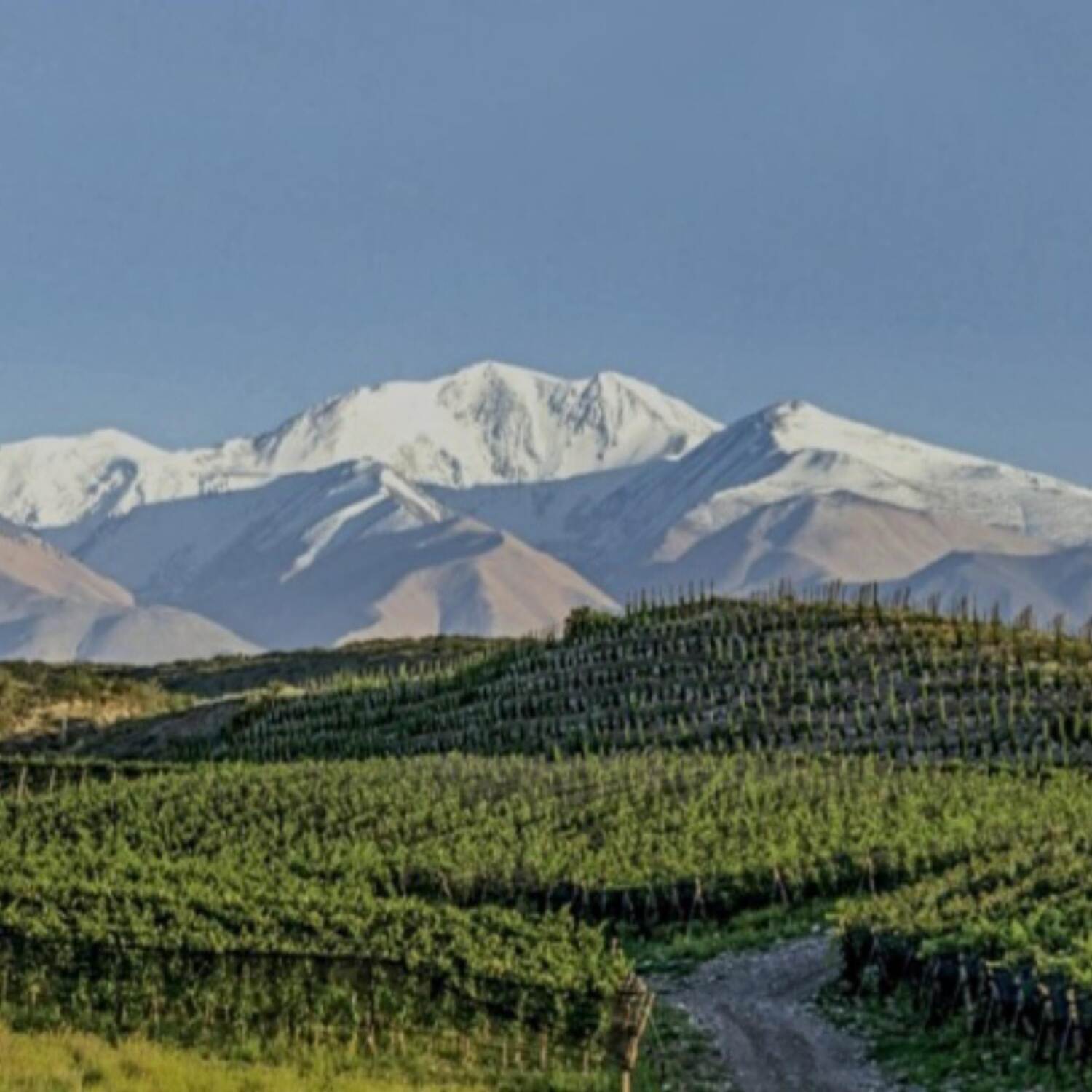 Mendoza Enero 2025