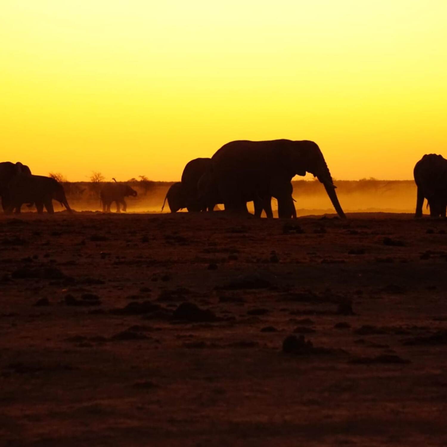 In search for the big five 🦁