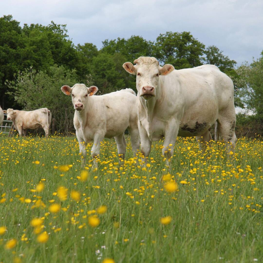 Charolais 2018