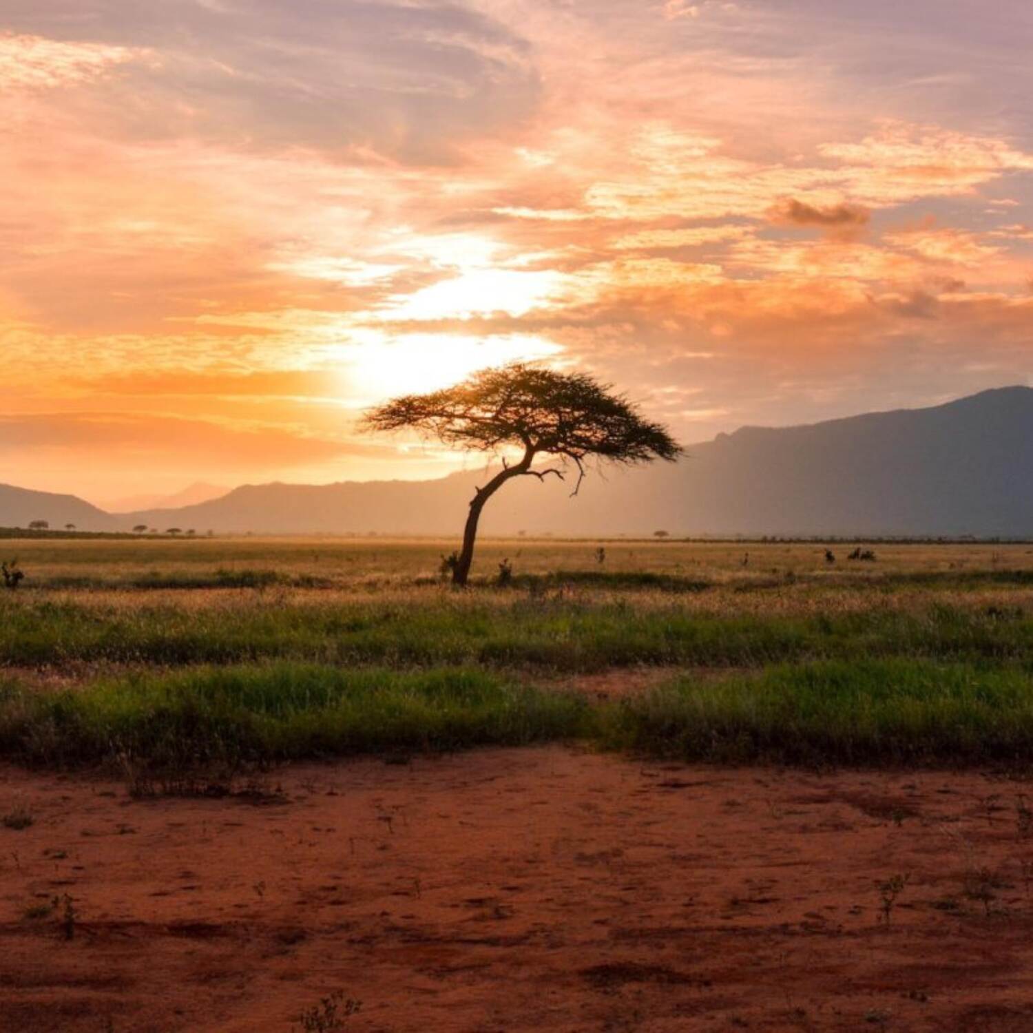 Afrique du Sud 2023*