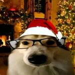 Ice Bear's Life Lali