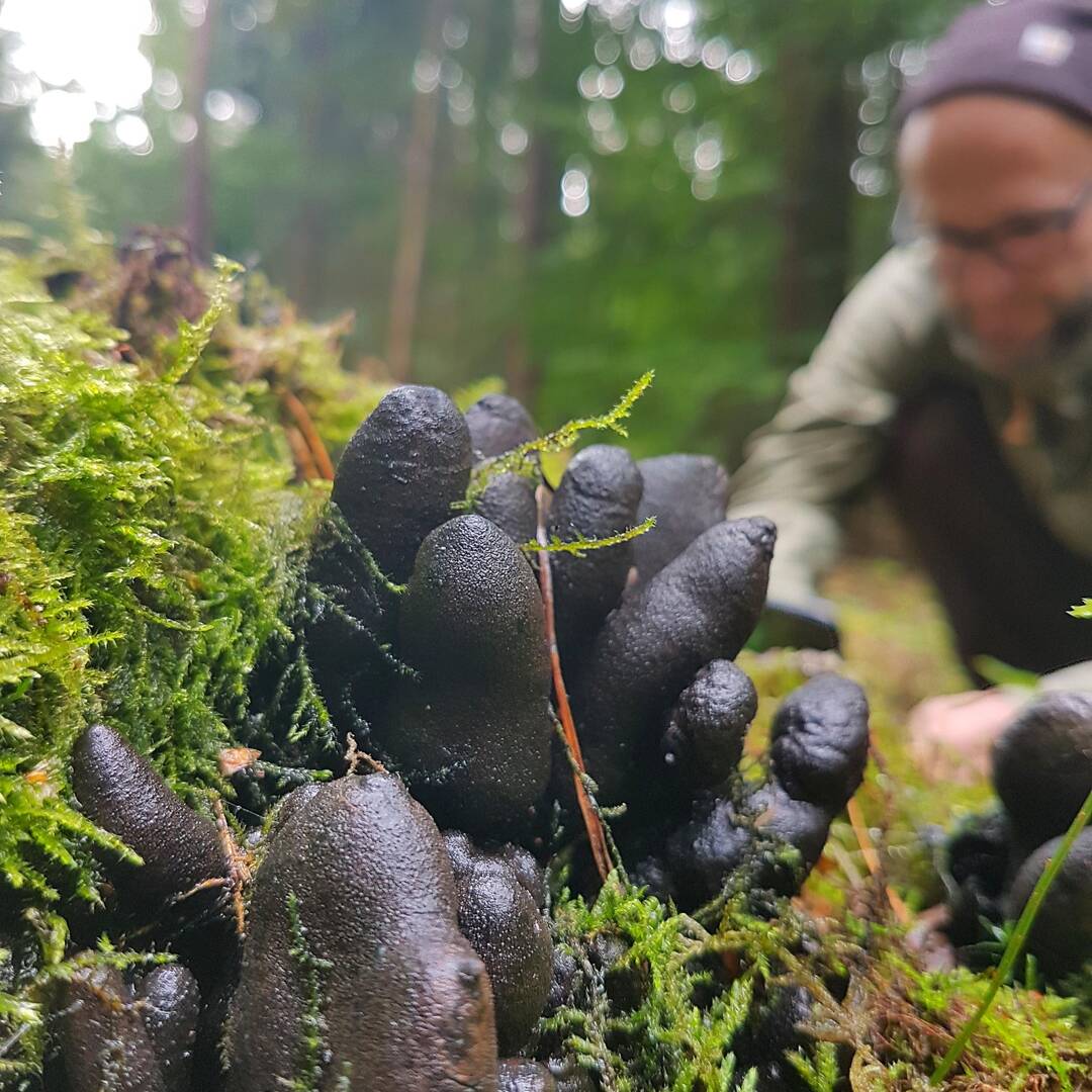 Dead Man’s Fingers