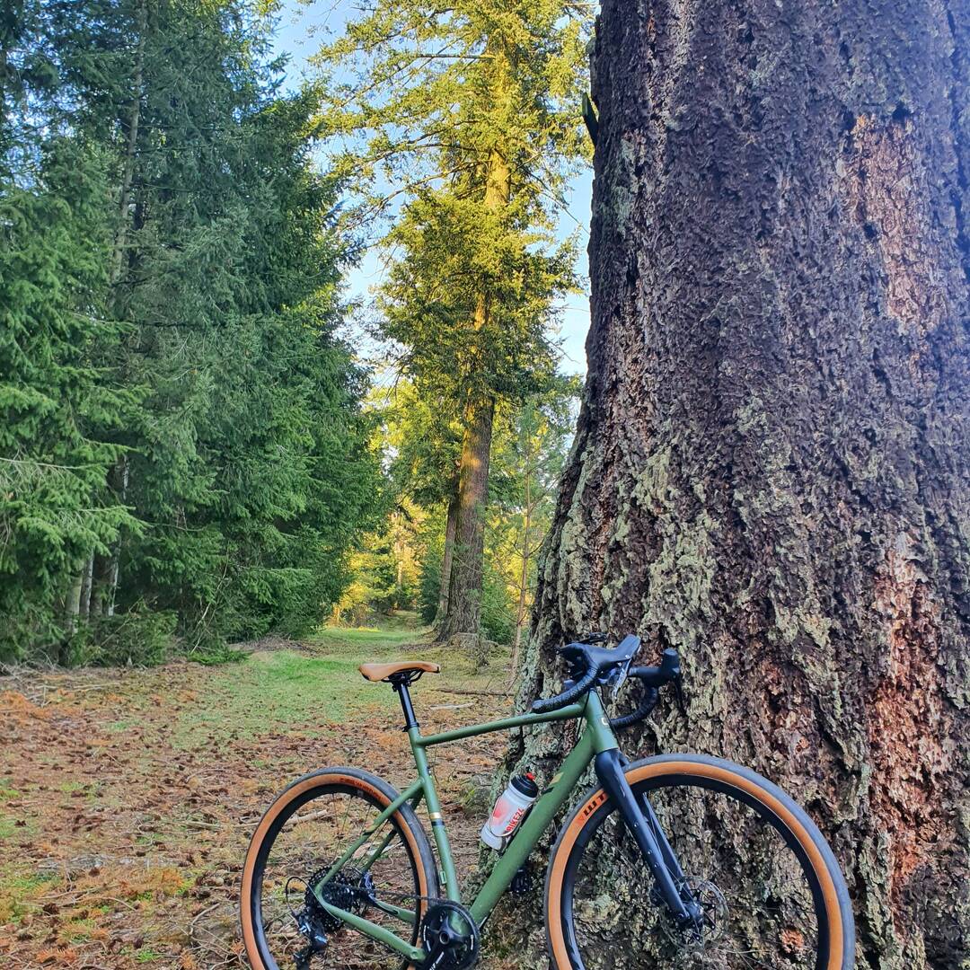 Waldzauber nach Feierabend