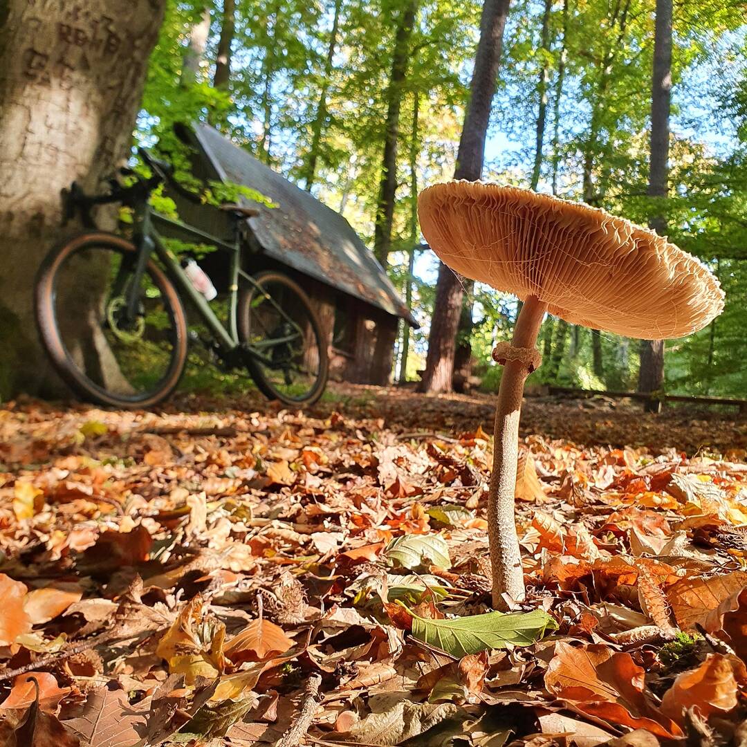 Oktobervibes