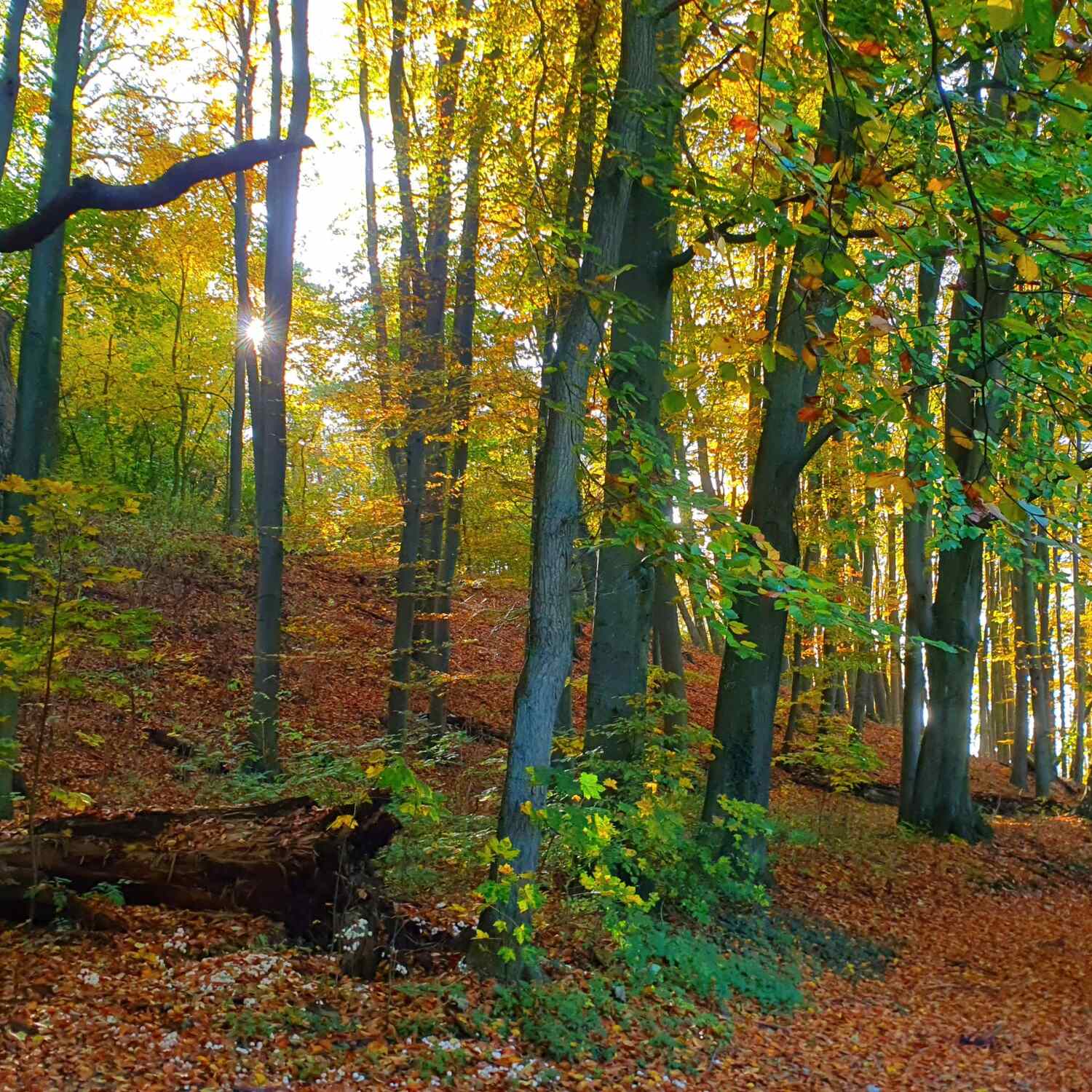 Oktober - zack Vollherbst