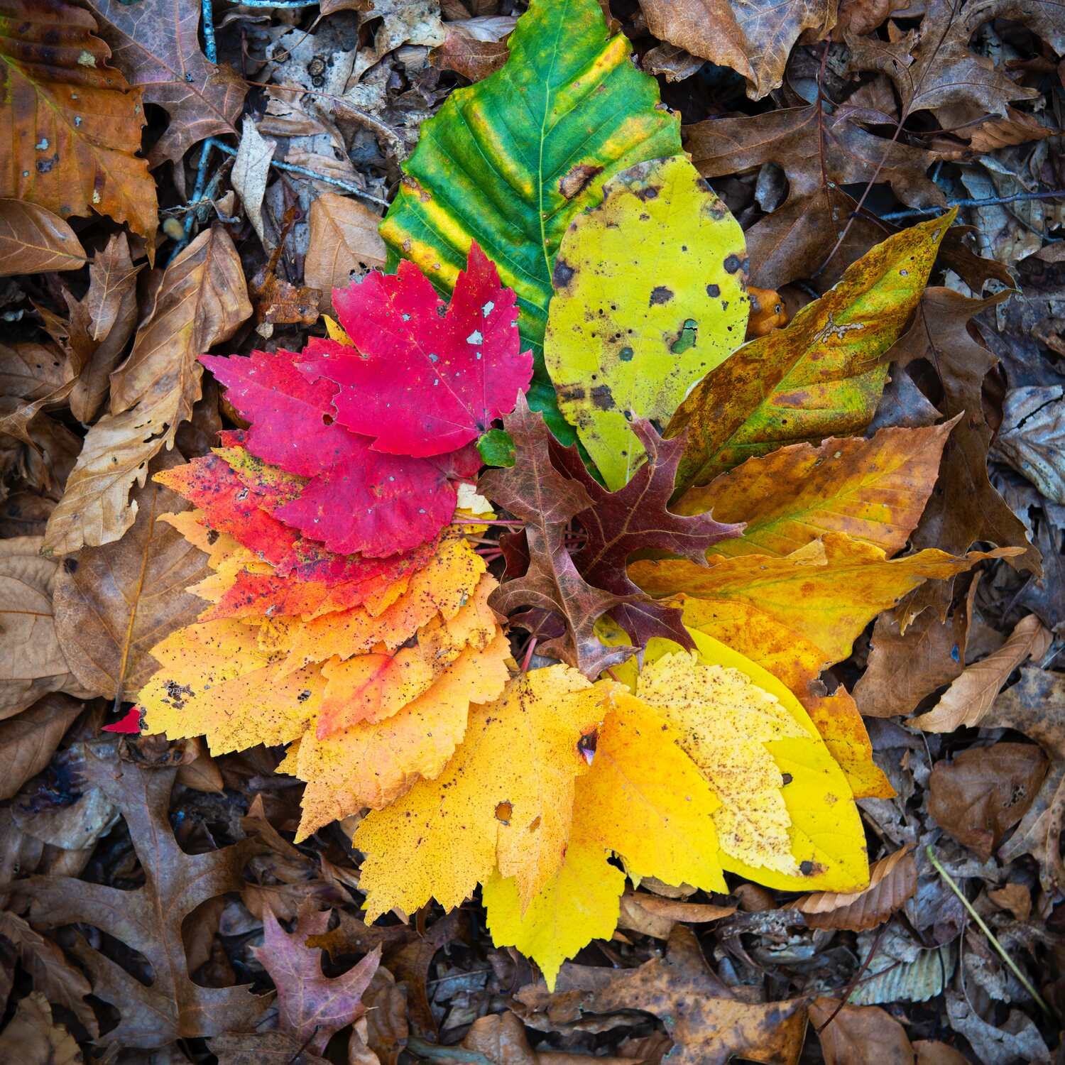 Indian Summer