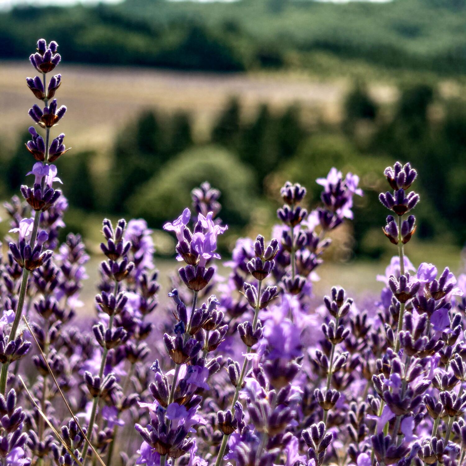 Provence je t'aime