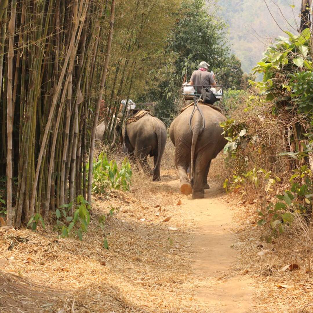 Thailand Elefanten Treck 2