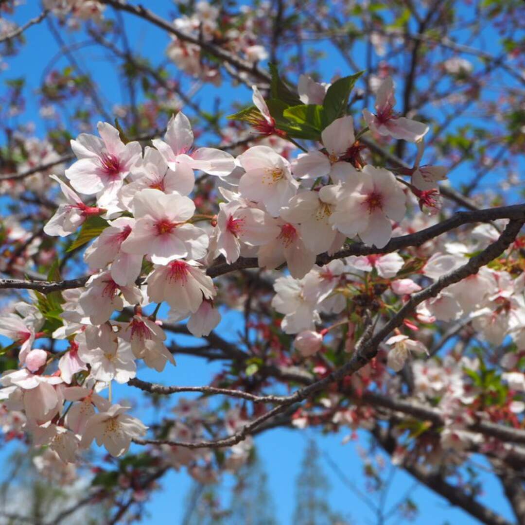 Konichiwa - Japan