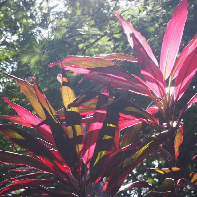 pura vida - costa rica