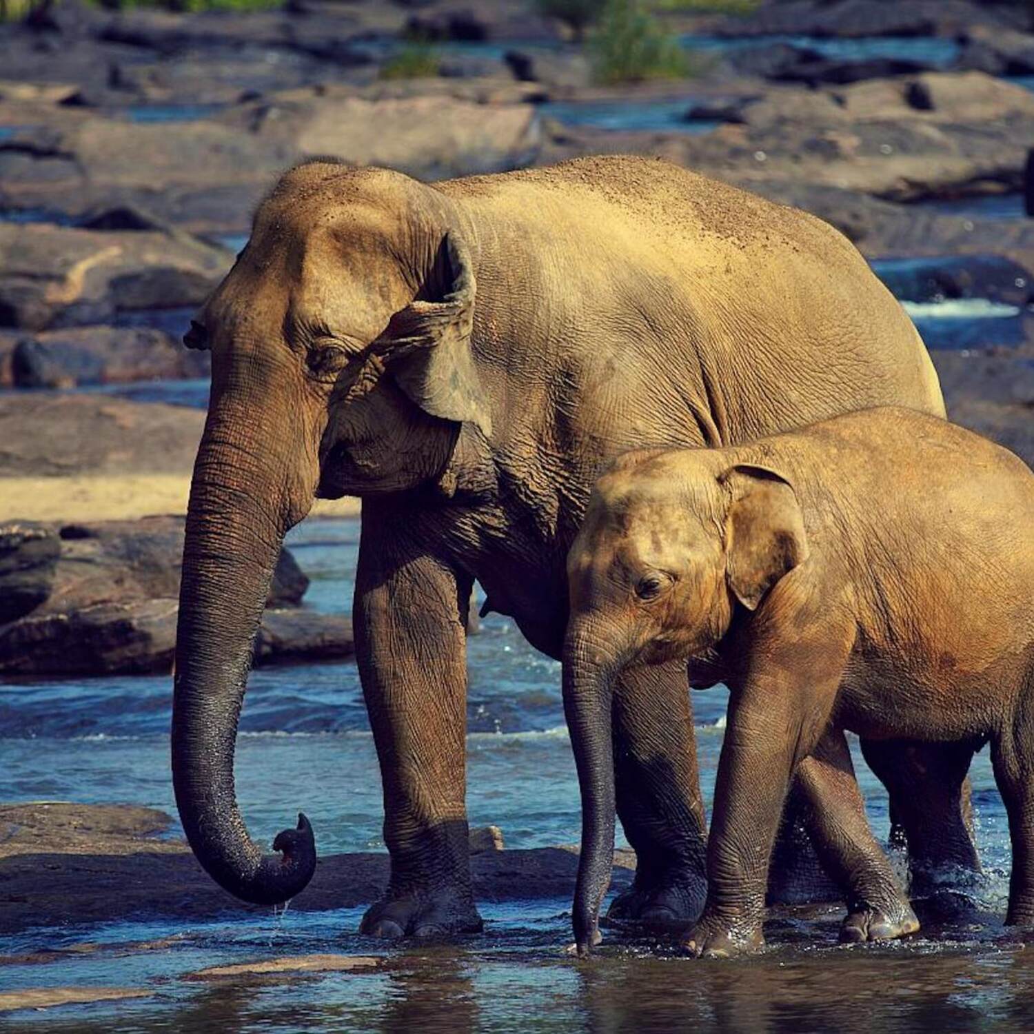 Sri Lanka 2024