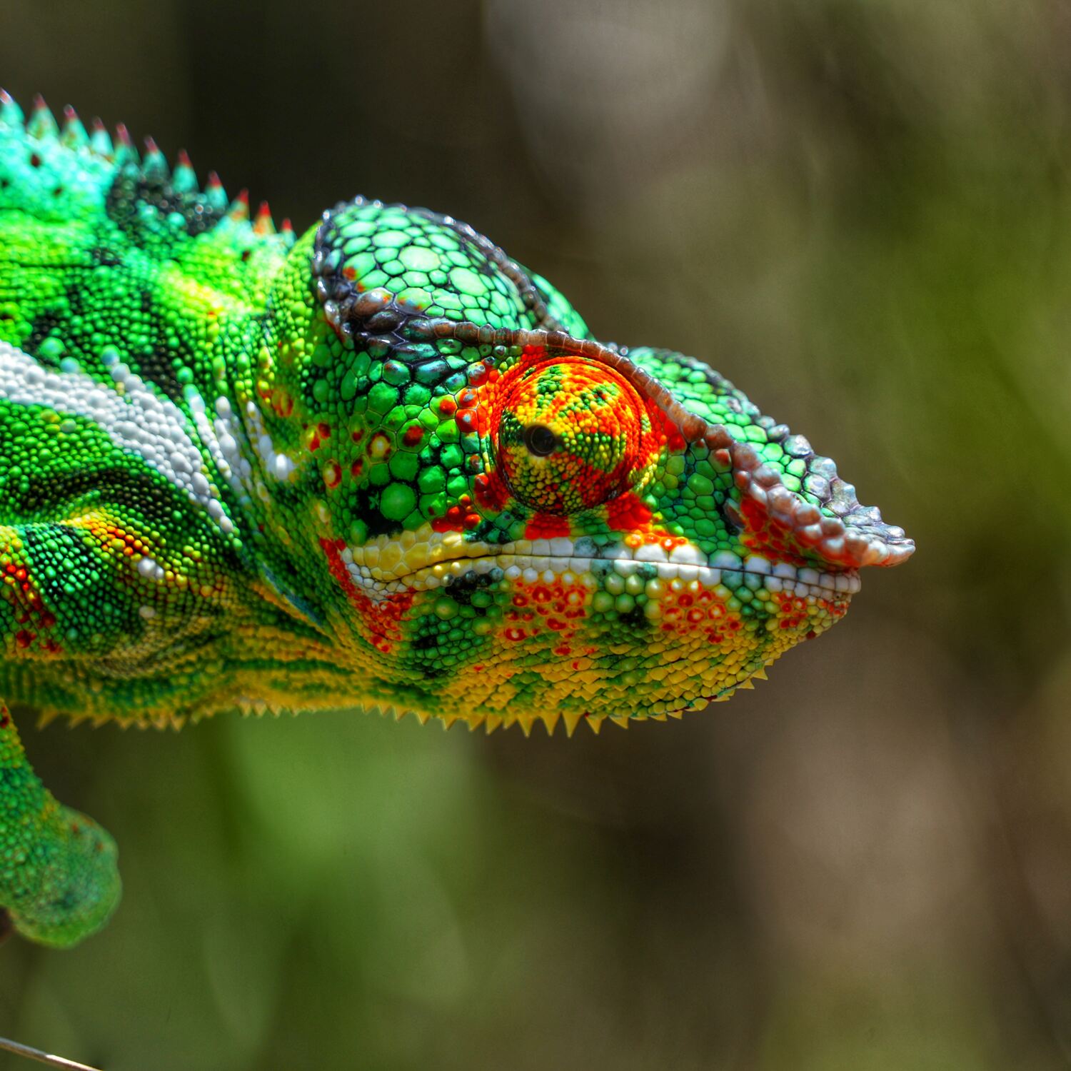 Von Kapstadt bis Katar