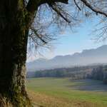 Elfriede R.