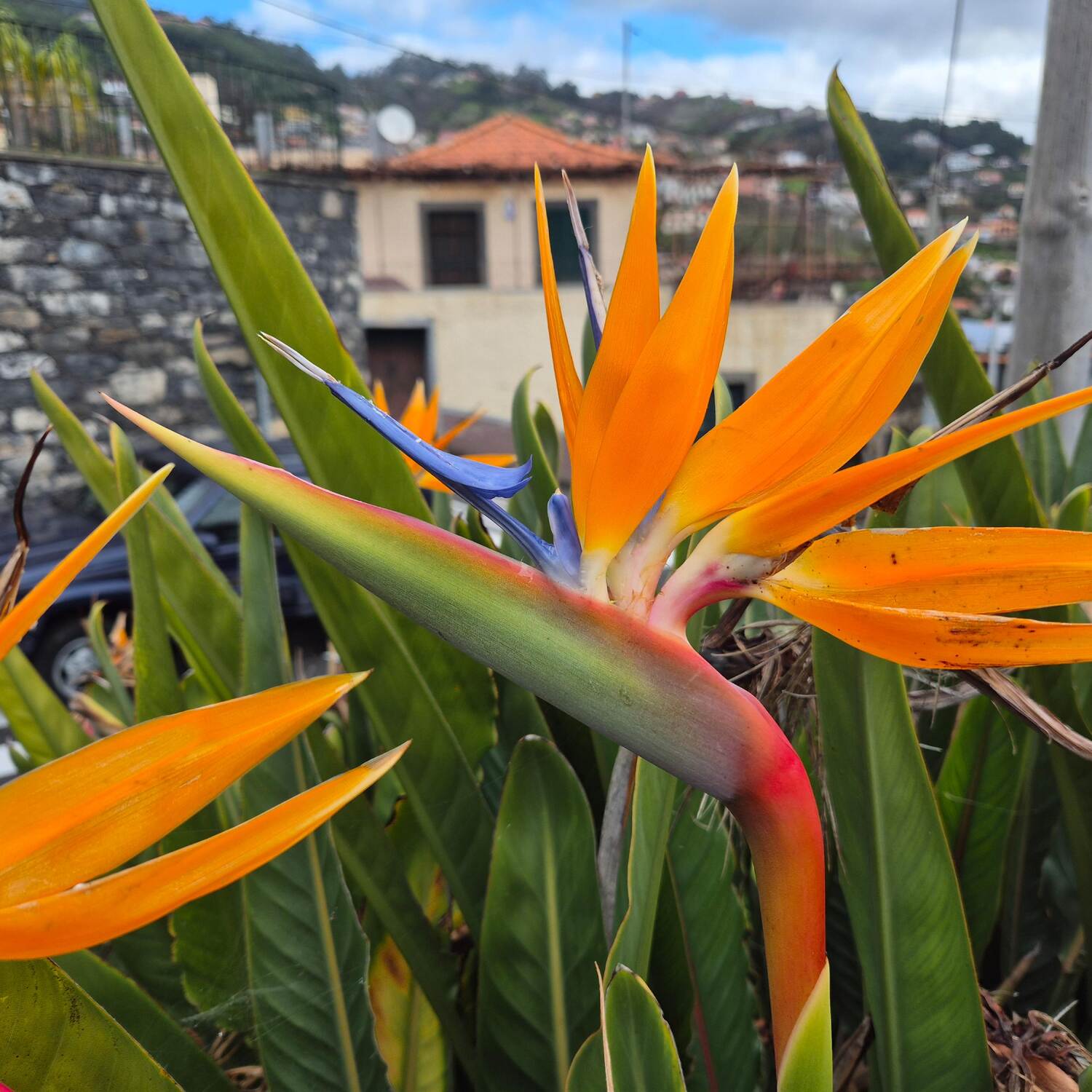 Madeira