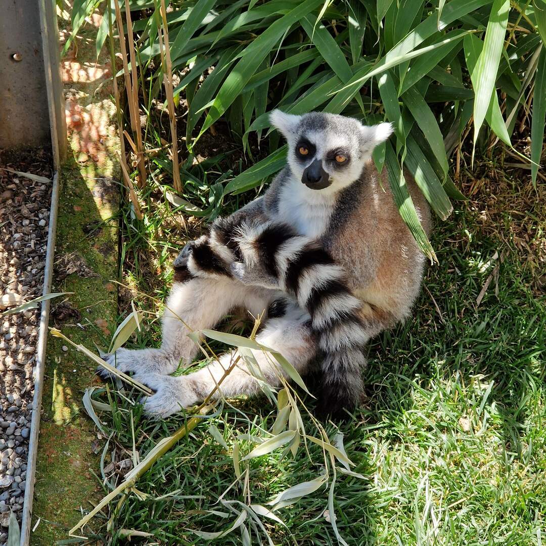 Mini Zoo Land