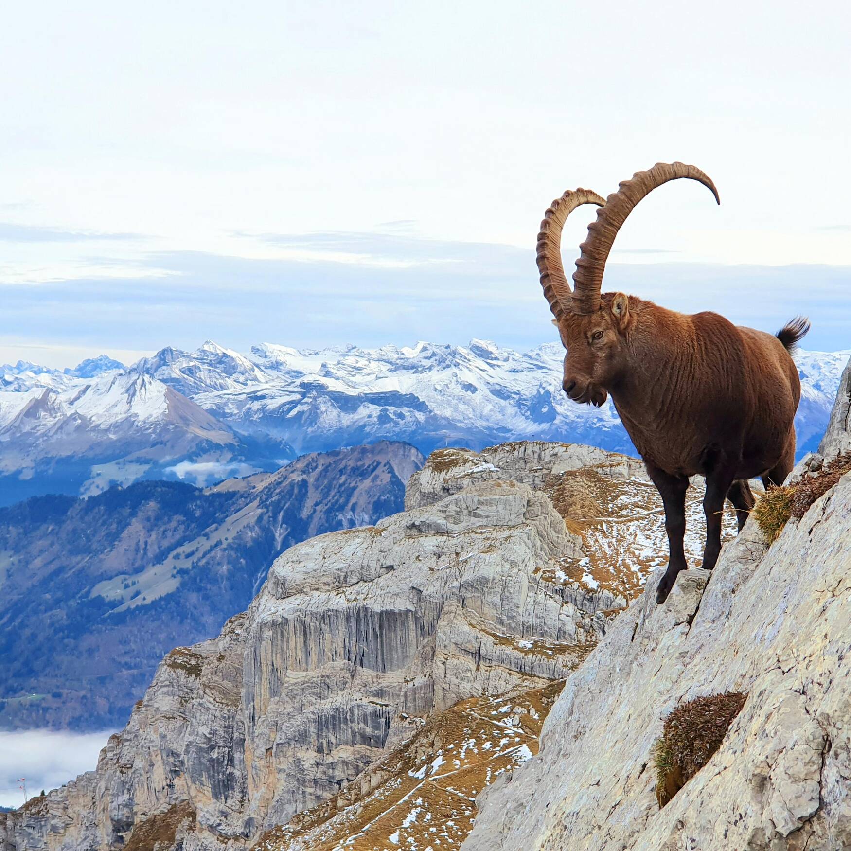 Pilatus