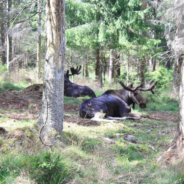 Süd-Schweden