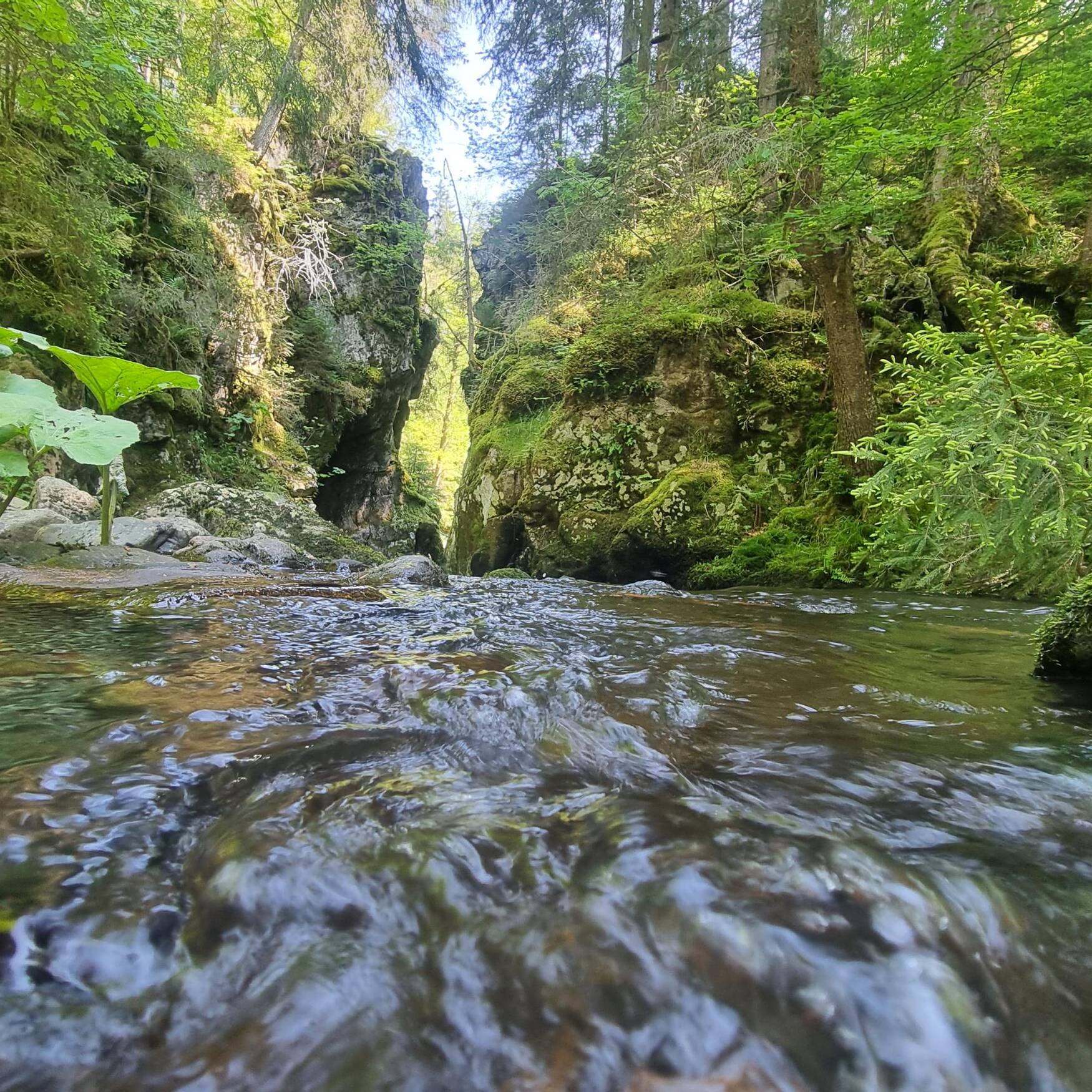 Schluchtensteig