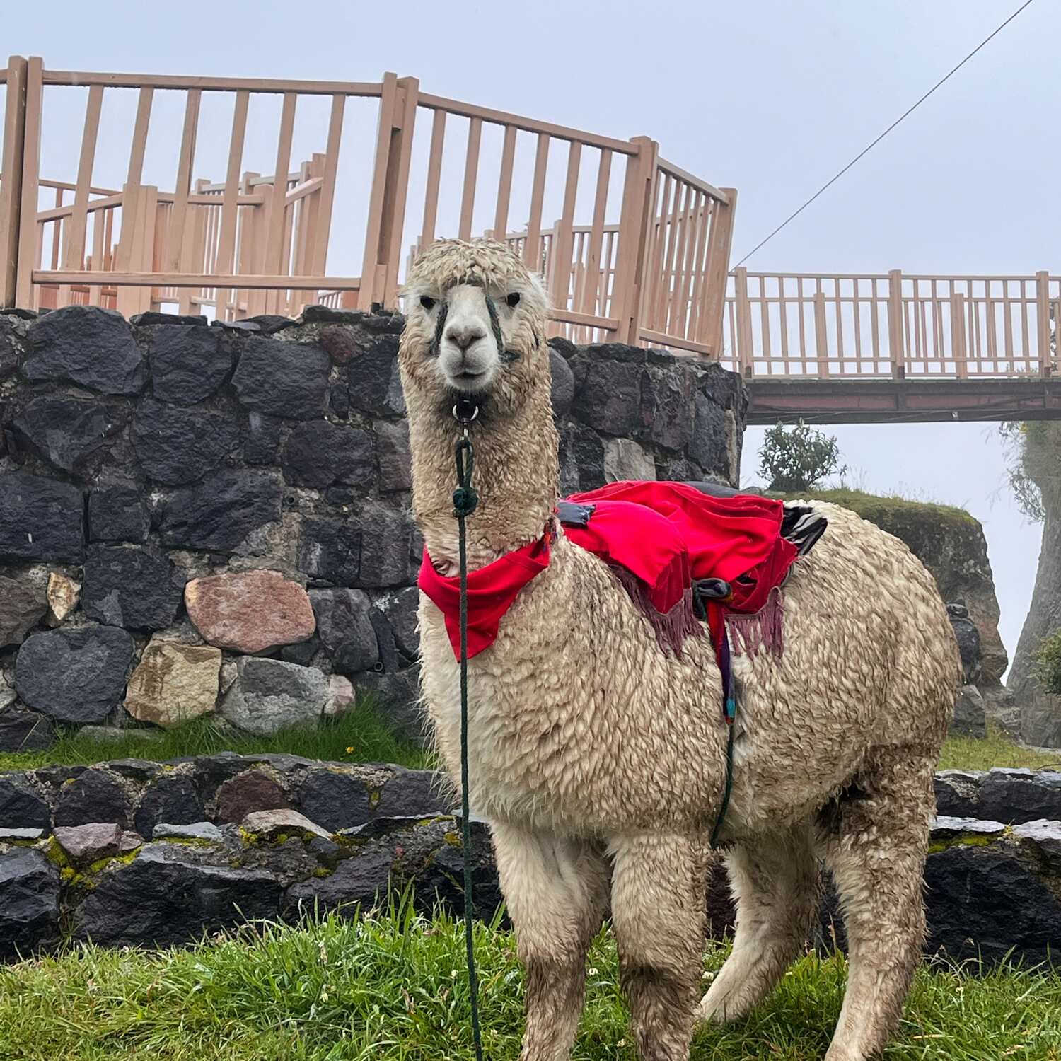 No Drama Llama