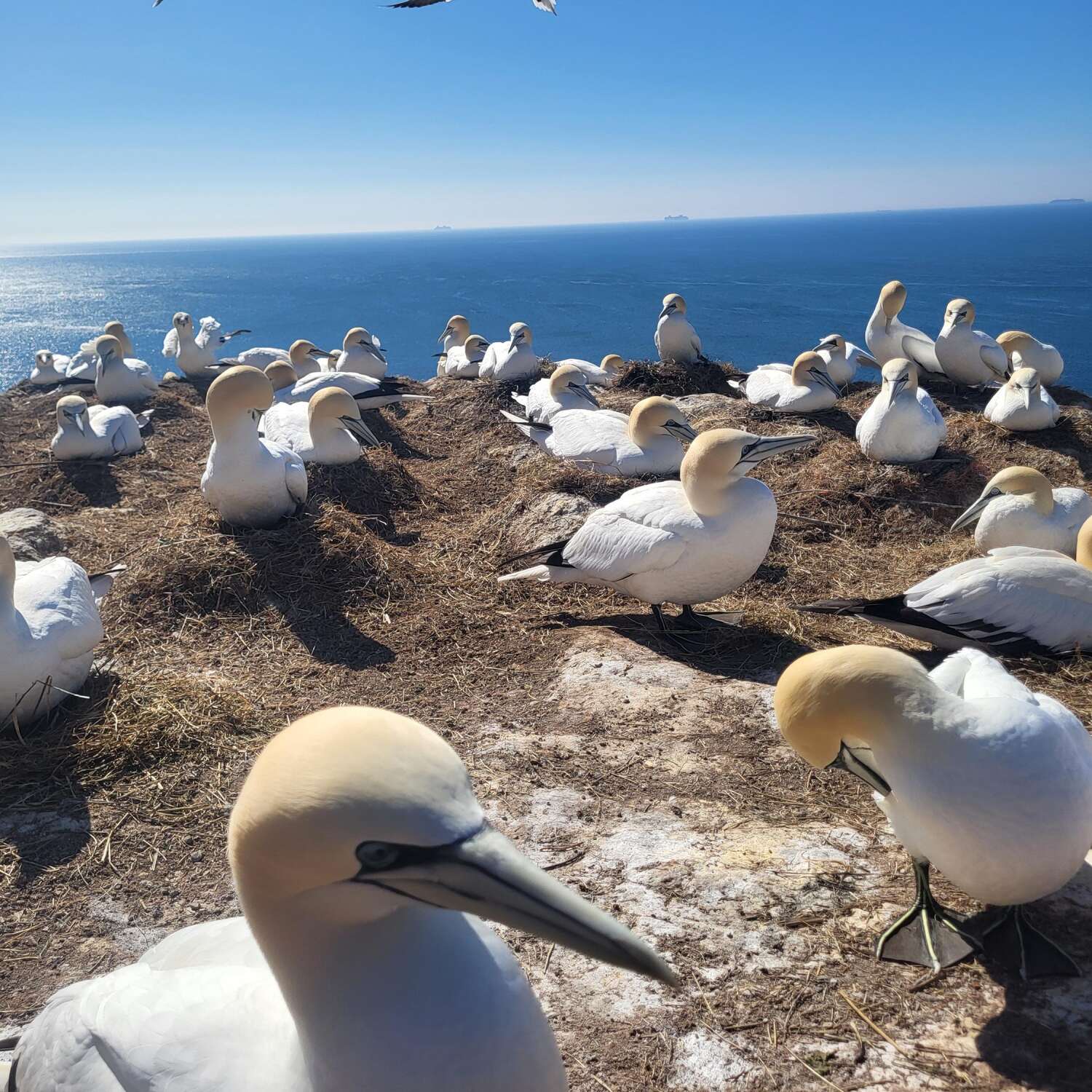 Helgoland