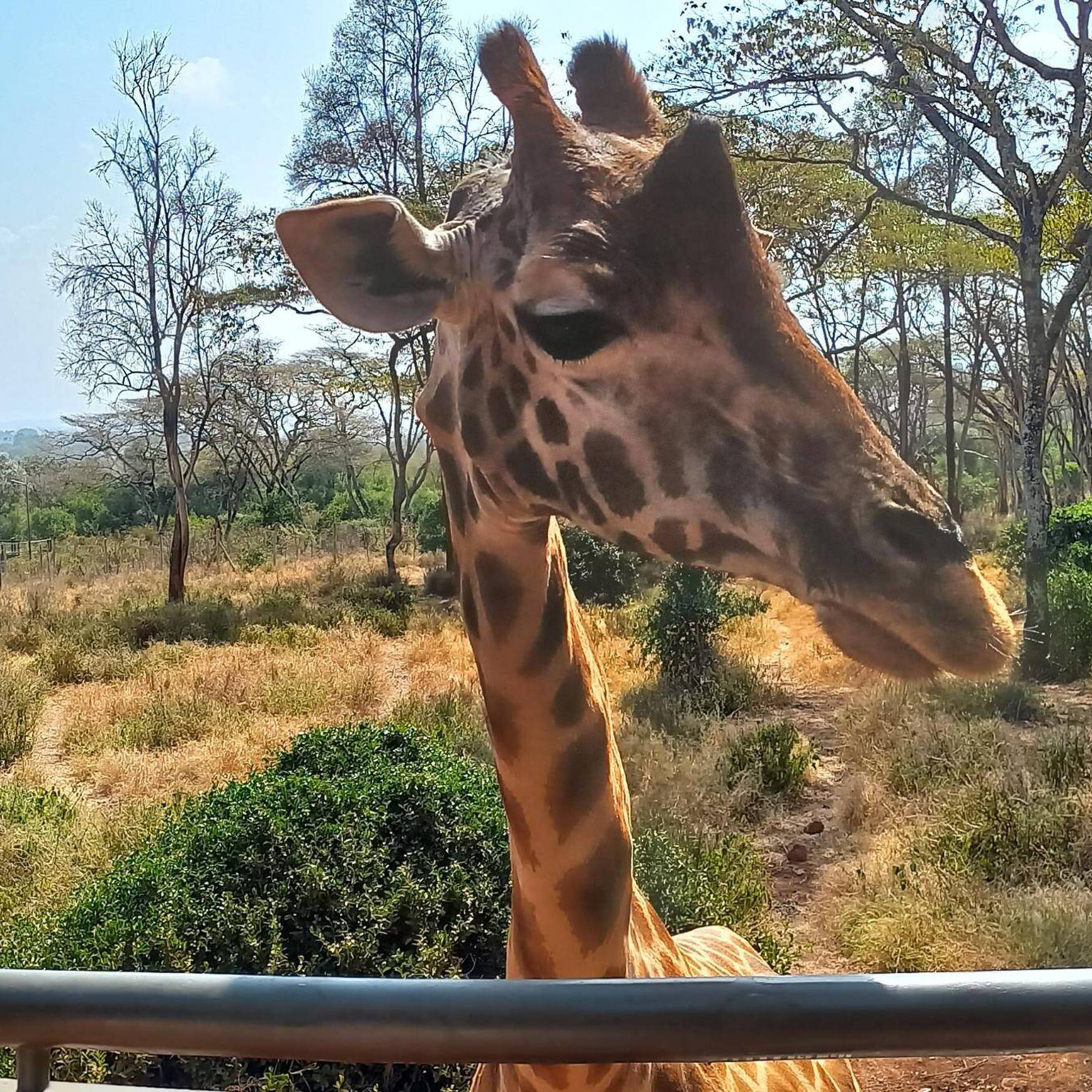 Safari Afrika