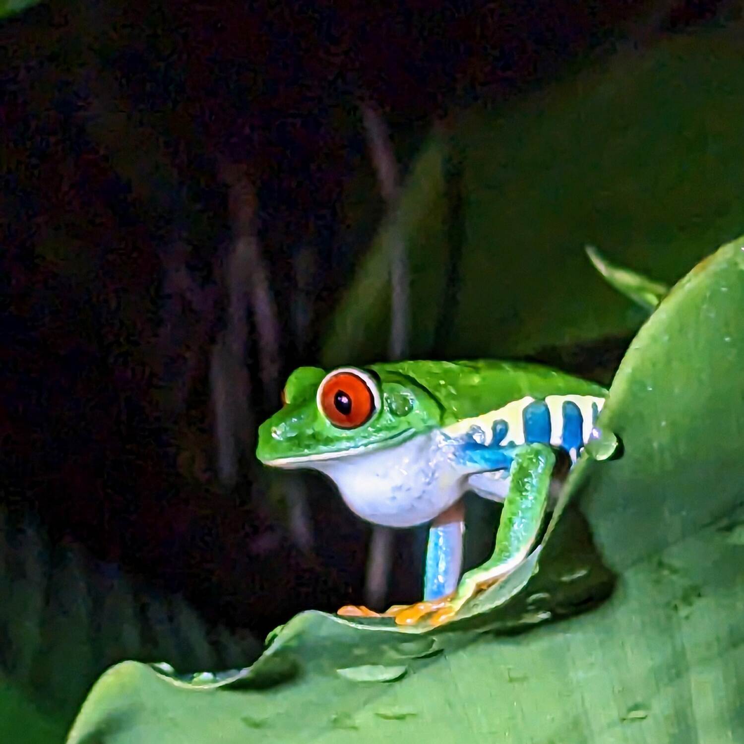 Costa Rica