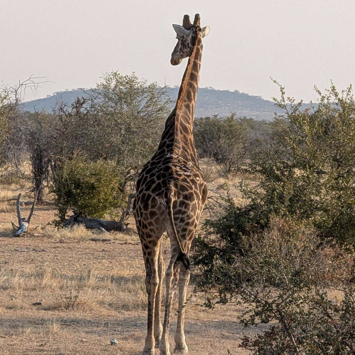 Namibia