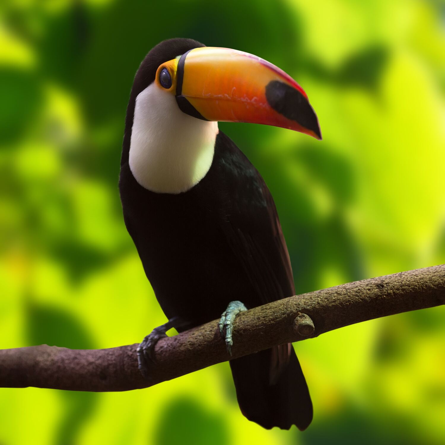 Pura Vida en Costa Rica