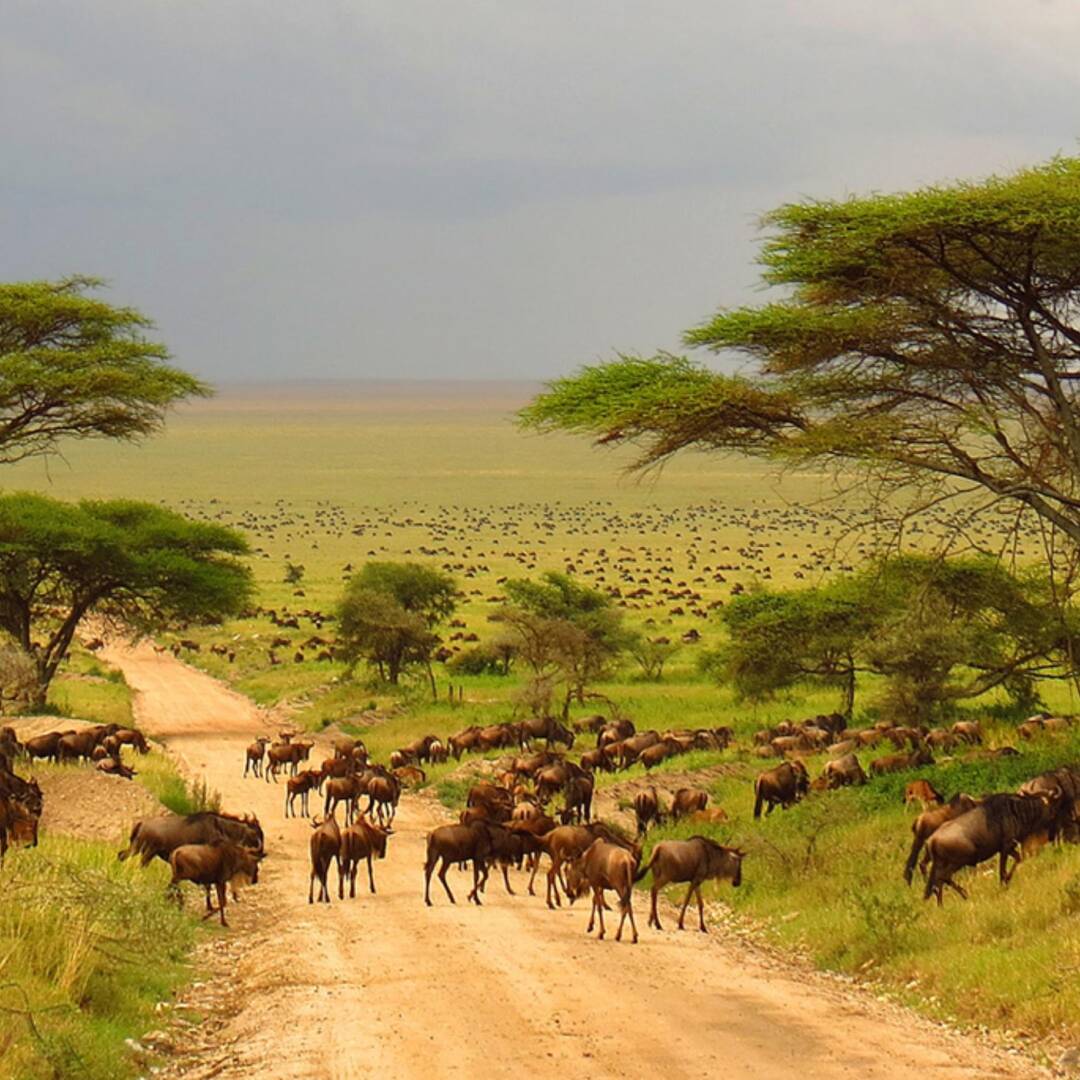 Waka Waka, South Africa
