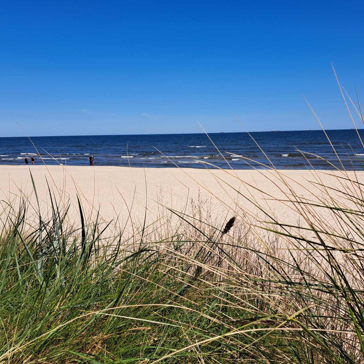 Wir Fahren nach Usedom - Swine