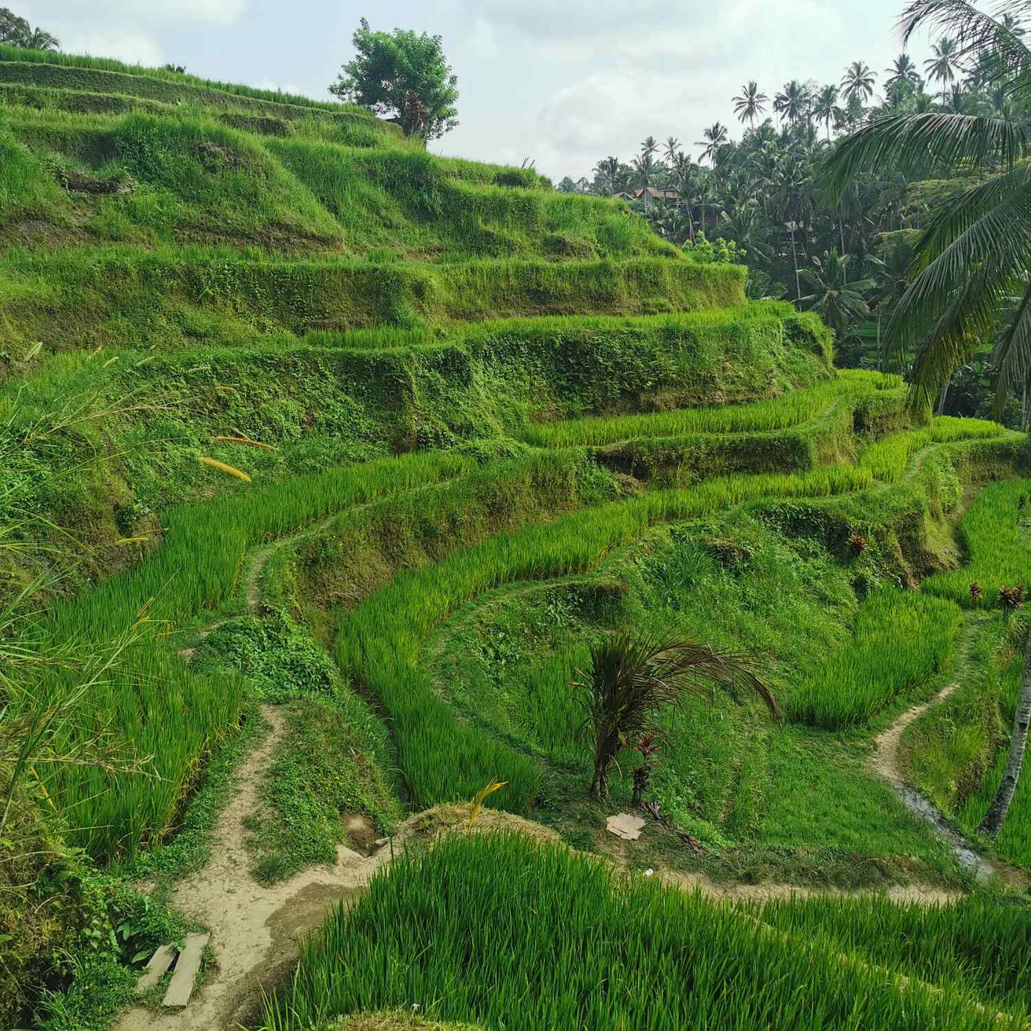 Indonesien