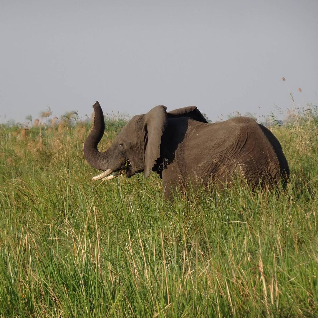 Safari Namibia & Botswana
