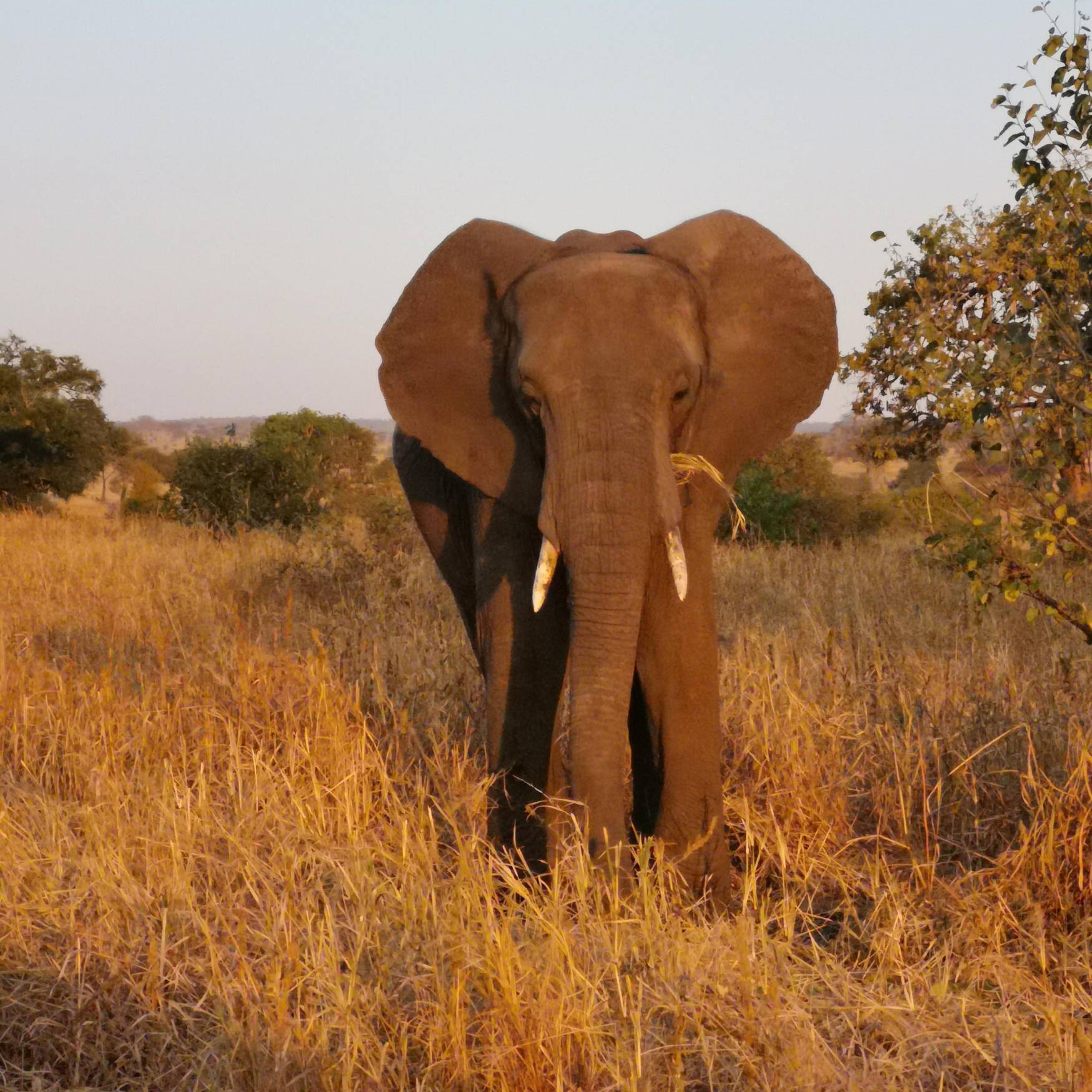 Safari Tansania & Sansibar