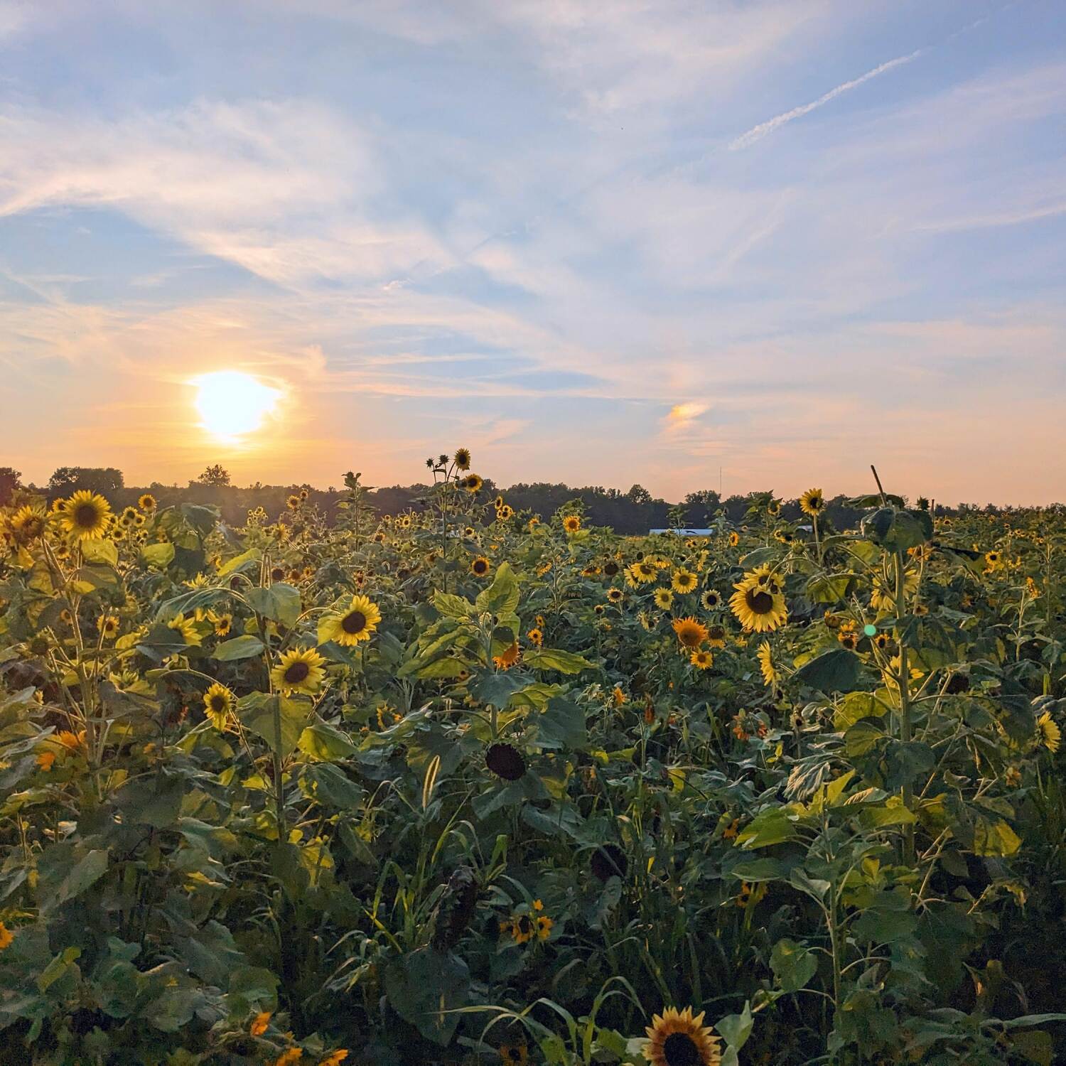 Sunshine and Sunflowers