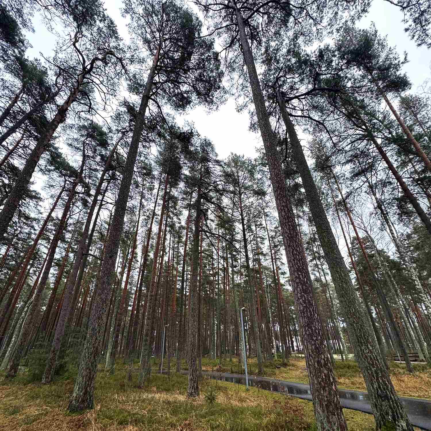 Letonia, Estonia y Finlandia