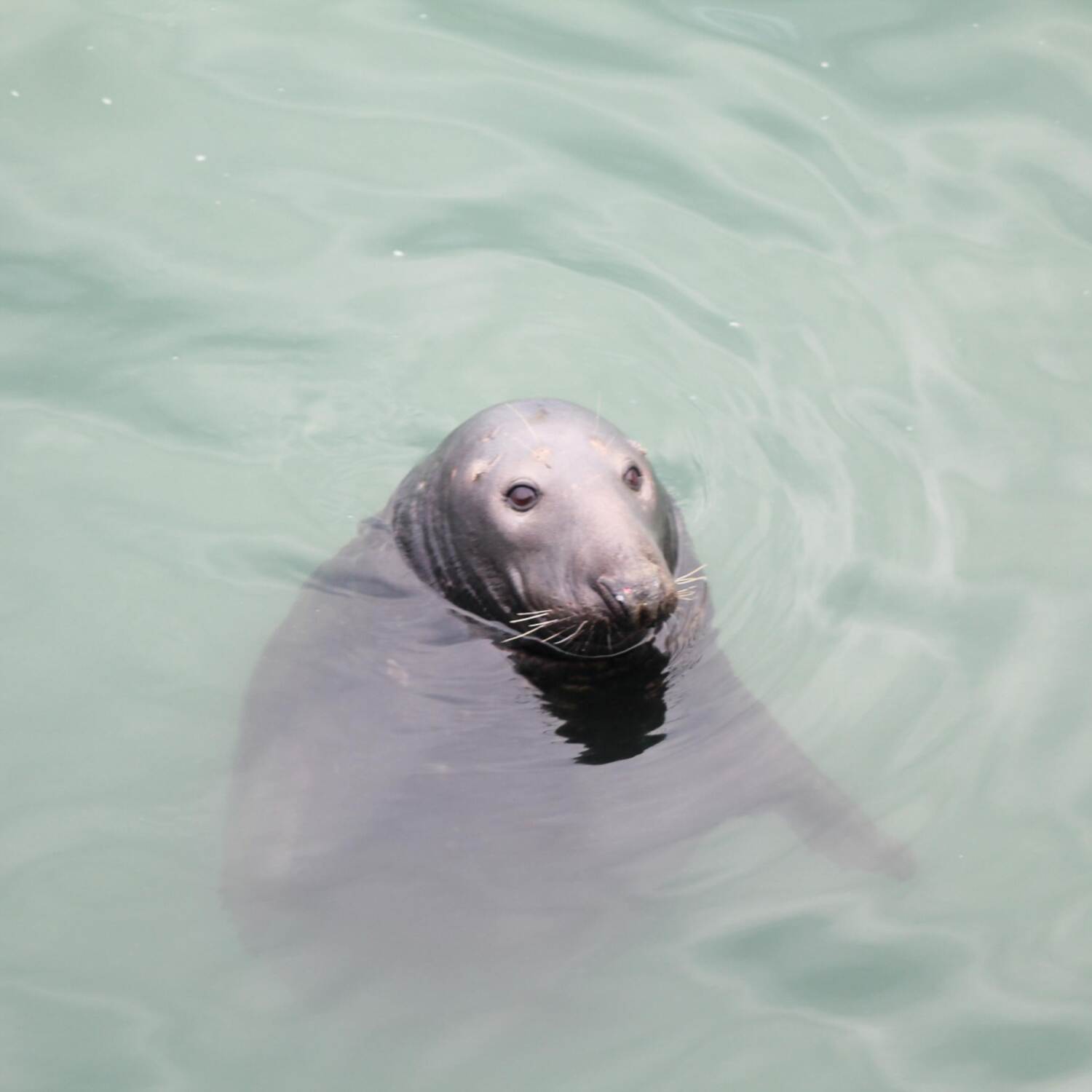 Ireland - there once was a 🦭