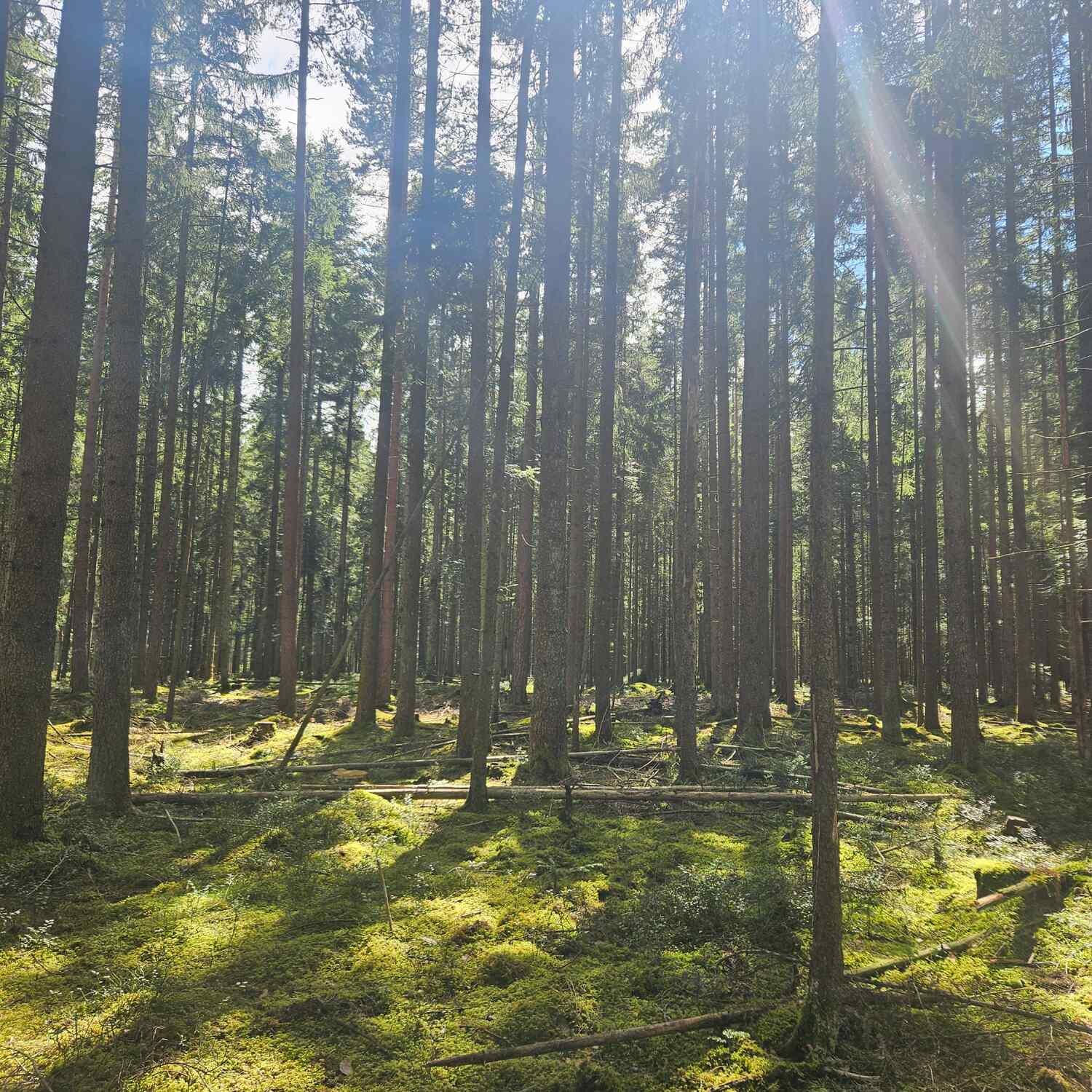 4 Tage im Schwarzwald