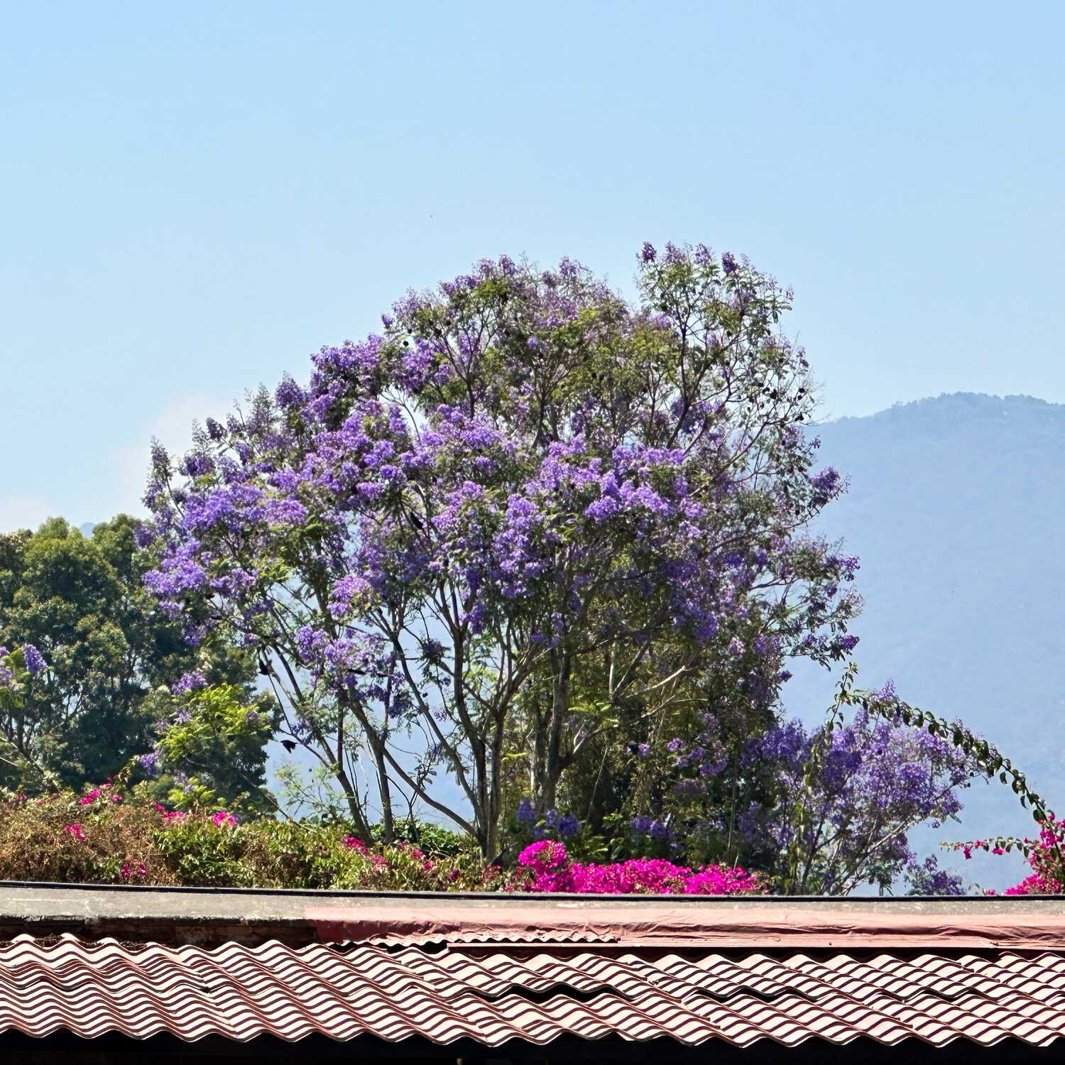 Antigua