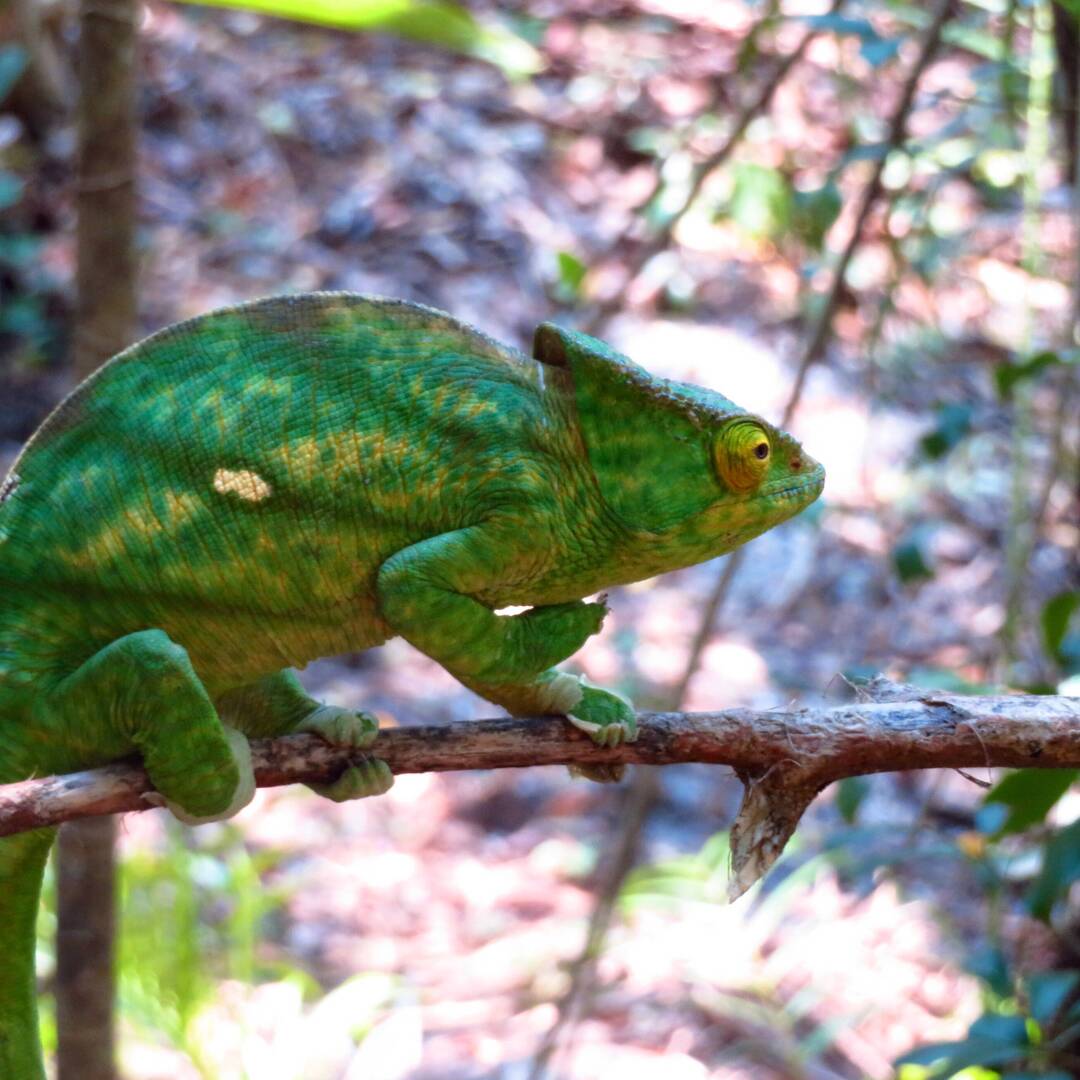 Madagaskar