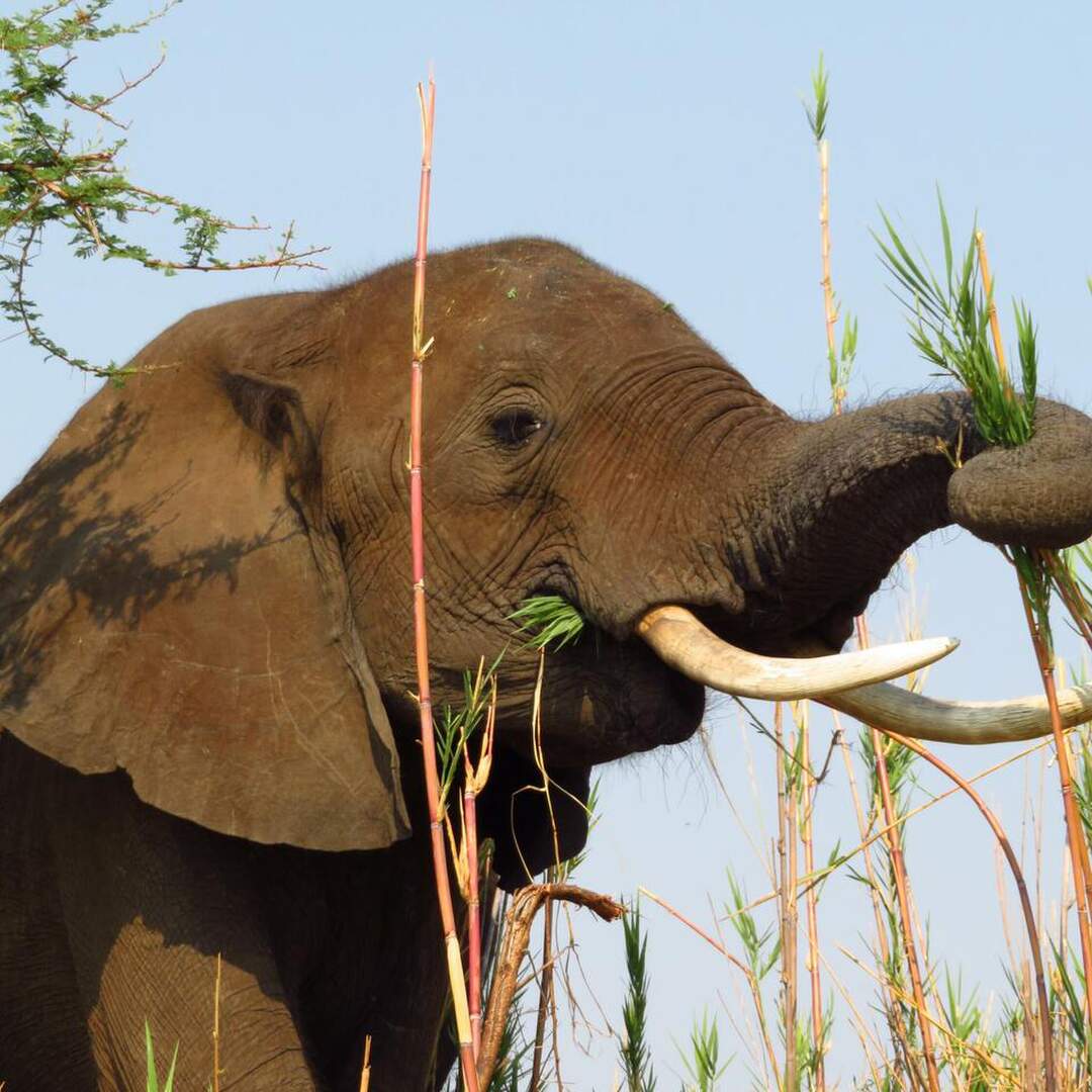 Sambia & Malawi