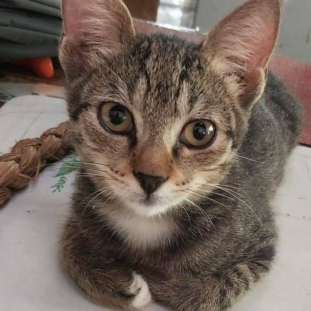 Isabella Opindoh