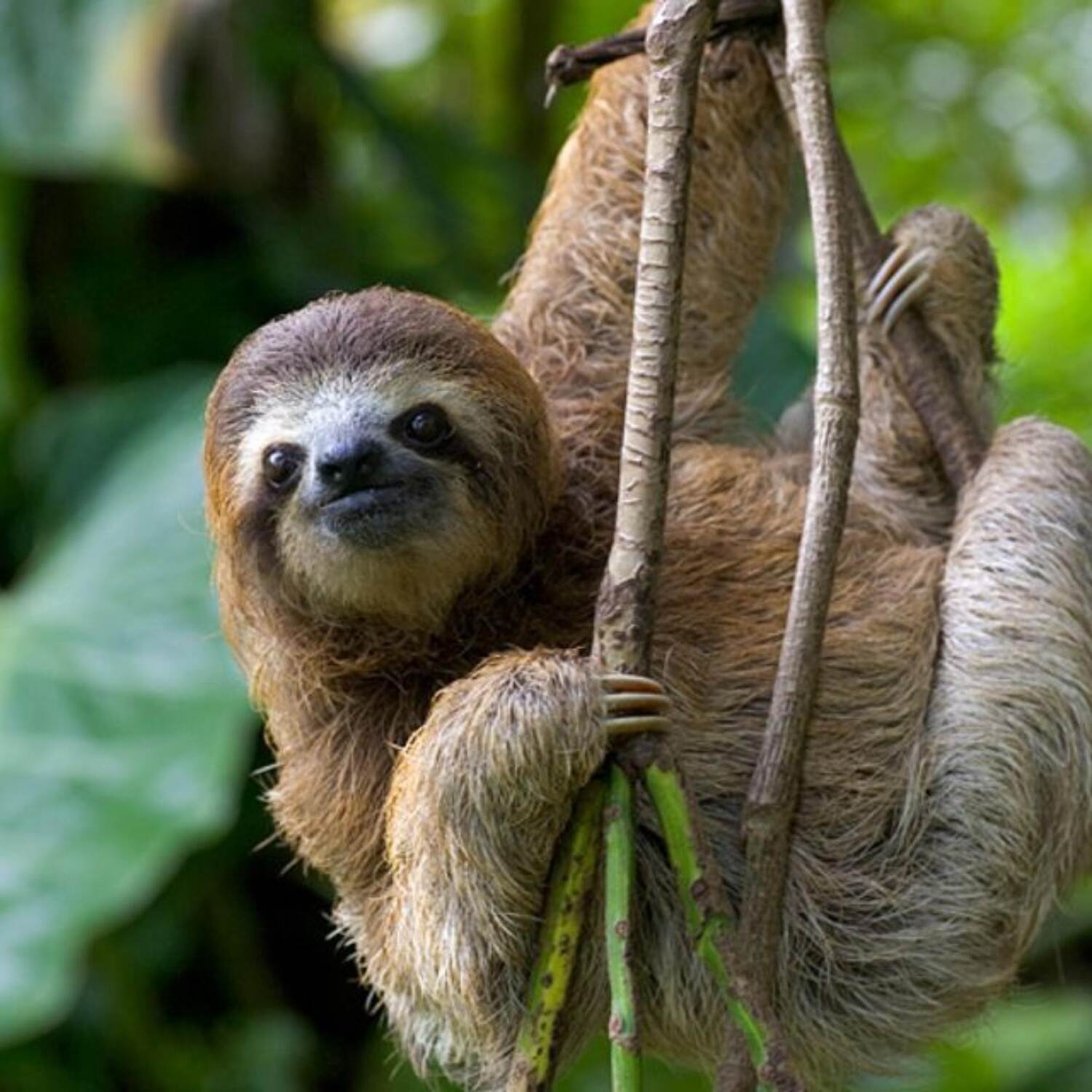 Costa Rica