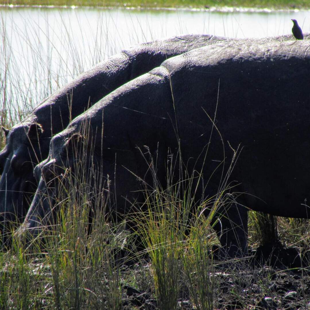 Botswana, Chobe NP Revisited