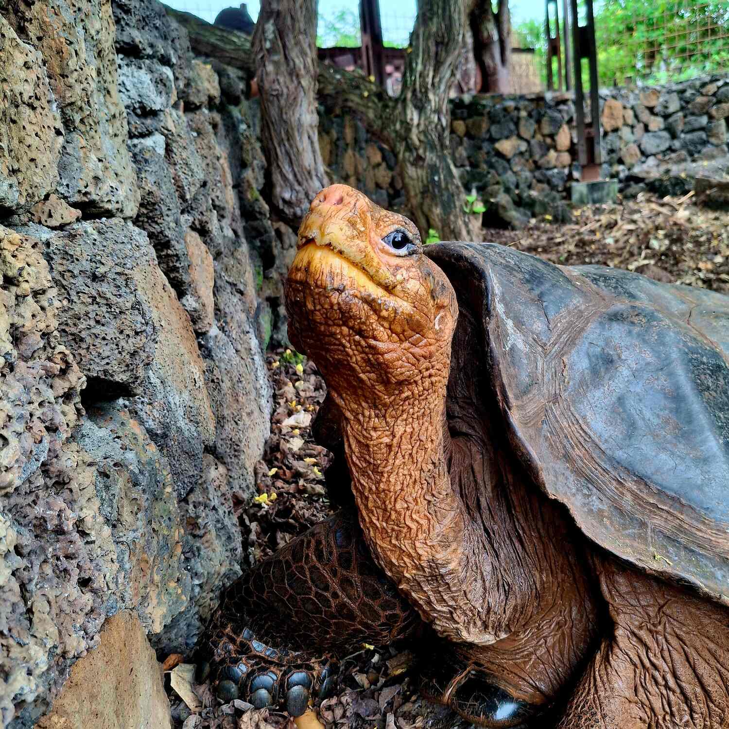 Adventure, Galápagos