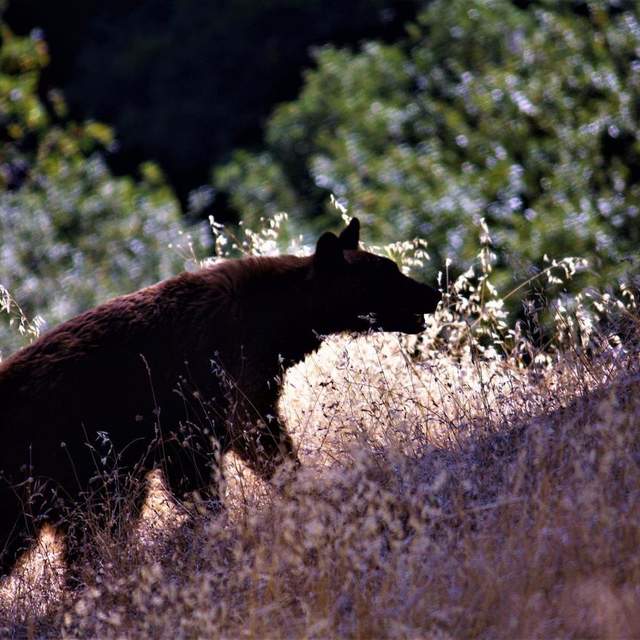 USA, CA Sequoia NP