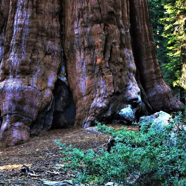 USA, CA More Sequoia