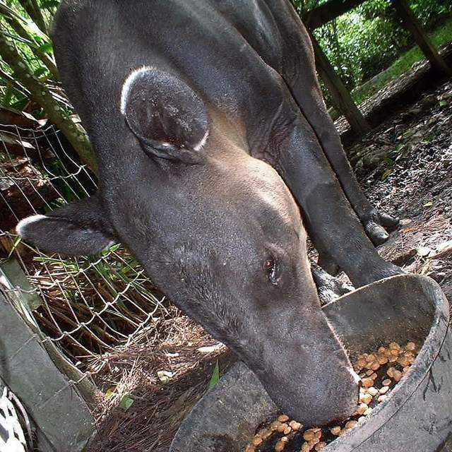 Belize, Hanging At The Zoo