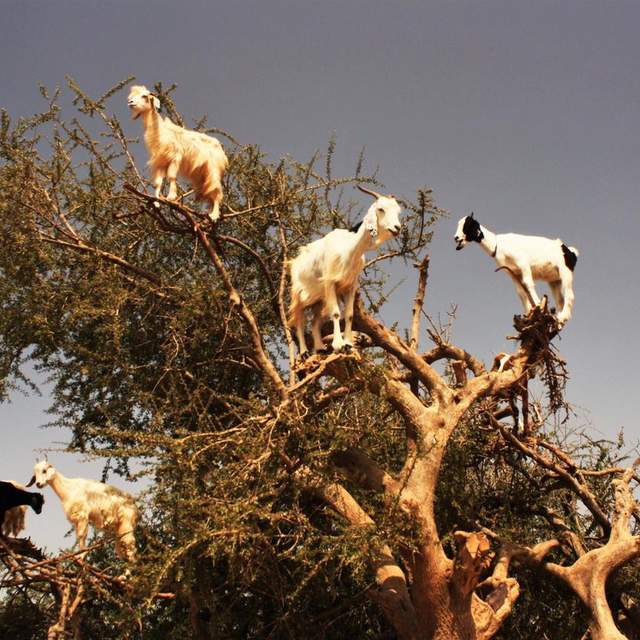 Morocco, Goats In A Tree