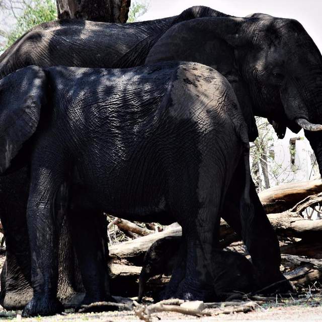 Botswana, Chobe National Park