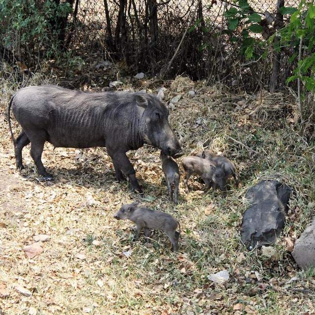 Zimbabwe, Mama Africa